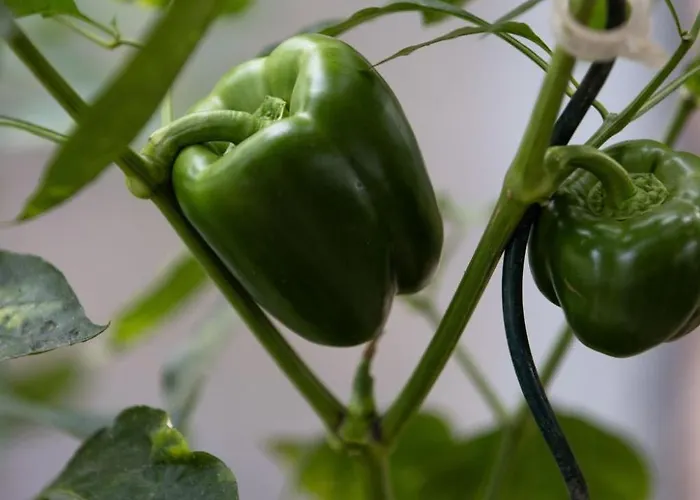 Grand By Interhome * Granges-pres-Marnand